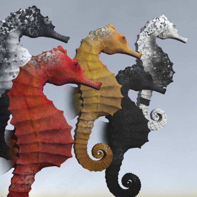 seahorse pack Modello 3D .c4d .max .obj .3ds .fbx .stl .blend 