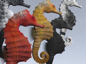 seahorse pack 3D Model