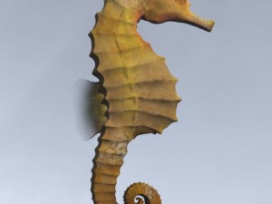 seahorse pack Modello 3D