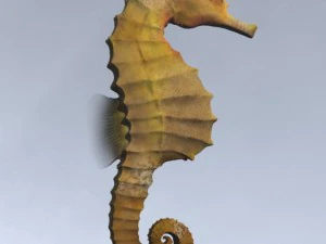 denizatı paketi 3D Model