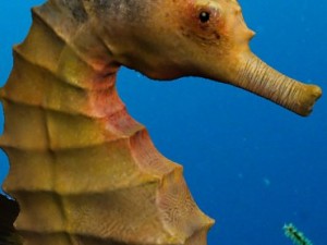 seahorse pack Modello 3D