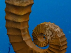 seahorse pack Modello 3D