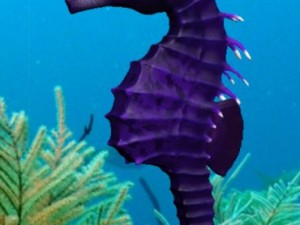 seahorse pack Modello 3D