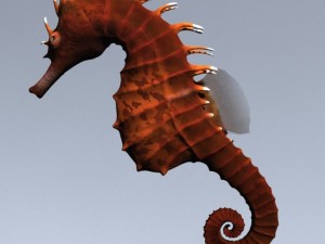 seahorse pack Modello 3D