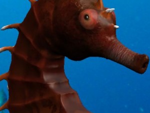 seahorse pack Modello 3D