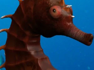 denizatı paketi 3D Model