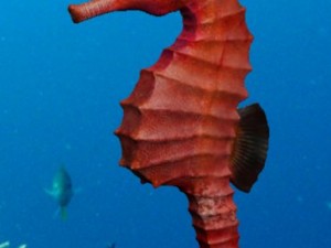seahorse pack Modello 3D