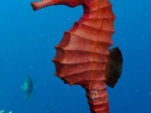 denizatı paketi 3D Model