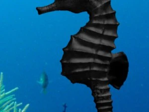 denizatı paketi 3D Model