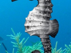 seahorse pack Modello 3D