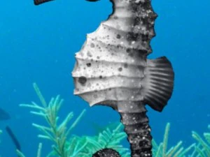 denizatı paketi 3D Model