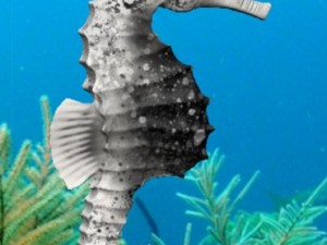 seahorse pack Modello 3D