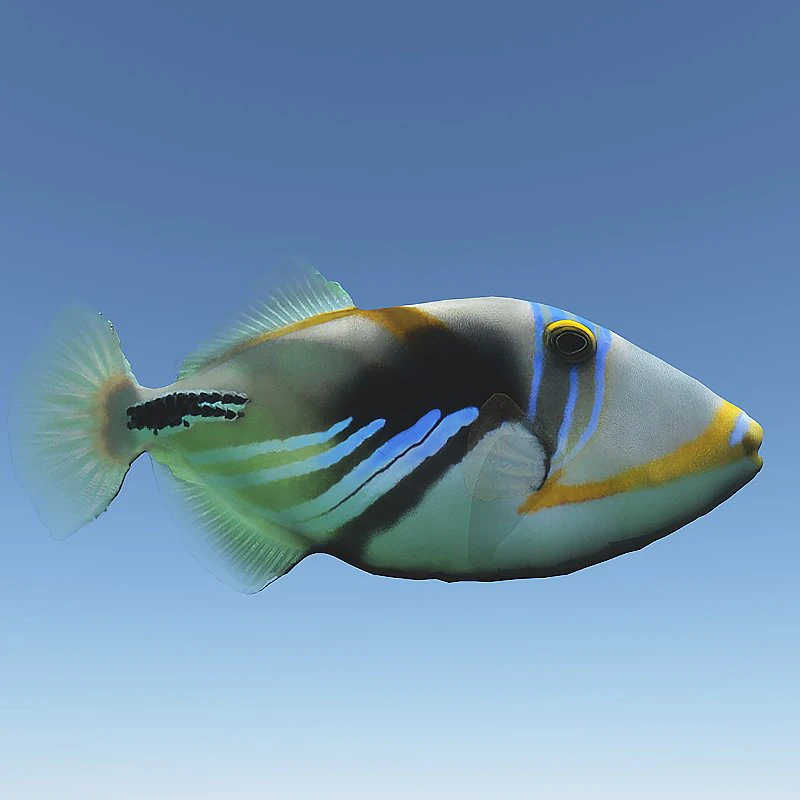 Dr&uuml;ckerfisch 3D Modell .c4d .max .obj .3ds .fbx .stl .blend 