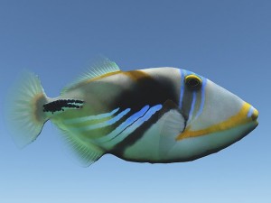 triggerfish 3D Model