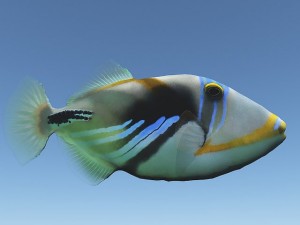 triggerfish 3D मॉडल