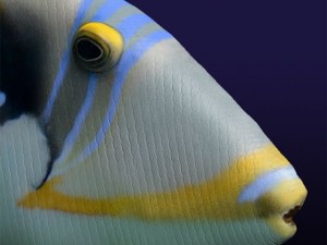 triggerfish 3D Model
