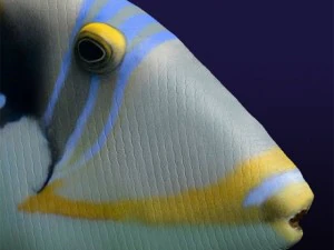 Dr&uuml;ckerfisch 3D Modell