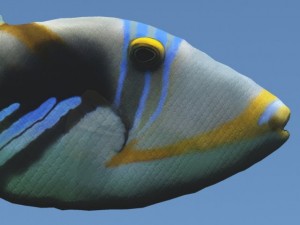 triggerfish 3D Model