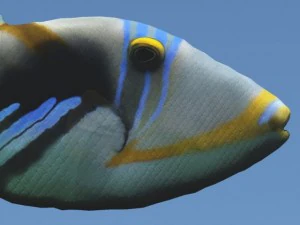 Dr&uuml;ckerfisch 3D Modell