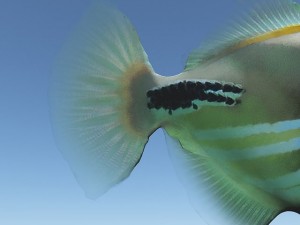 triggerfish 3D Model