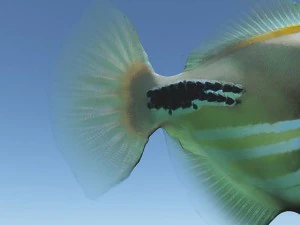 Dr&uuml;ckerfisch 3D Modell