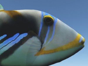 triggerfish 3D Model