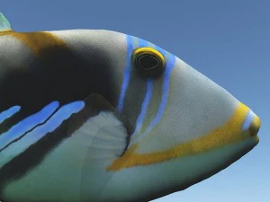 Dr&uuml;ckerfisch 3D Modell