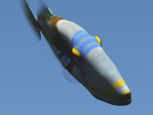 triggerfish 3D Model