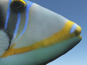 Dr&uuml;ckerfisch 3D Modell