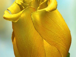 rose jaune Modèle 3D