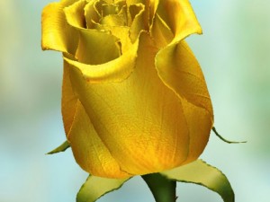 yellow rose 3D Model