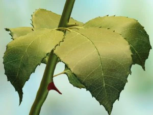 sarı g&uuml;l 3D Model