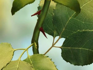 sarı g&uuml;l 3D Model