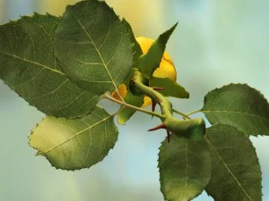 sarı g&uuml;l 3D Model