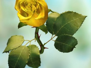 yellow rose 3D Model