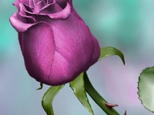 rose rose Modèle 3D