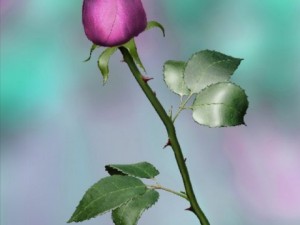 pink rose Modèle 3D