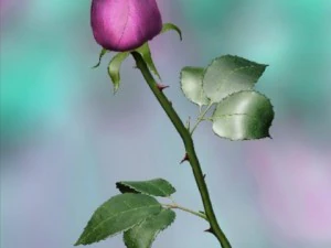 pink rose 3D Model
