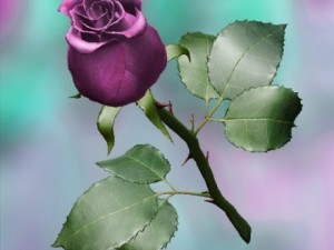 pink rose Modèle 3D