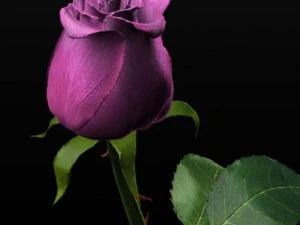 pink rose 3D Model