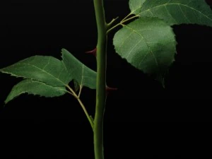 pink rose 3D Model