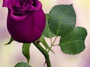 rose violette Modèle 3D