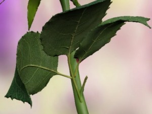 purple rose 3D Model