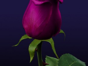 purple rose 3D Model