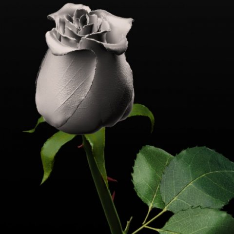white rose 3D 모델 .c4d .max .obj .3ds .fbx .stl .blend 