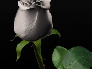 white rose 3D Модель