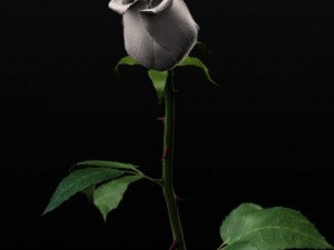 white rose 3D 모델
