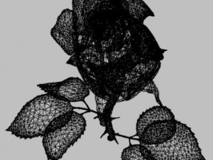 white rose 3D 모델