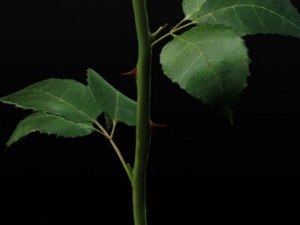 white rose 3D 모델