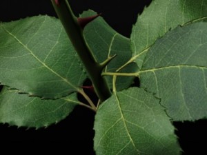 white rose 3D 모델